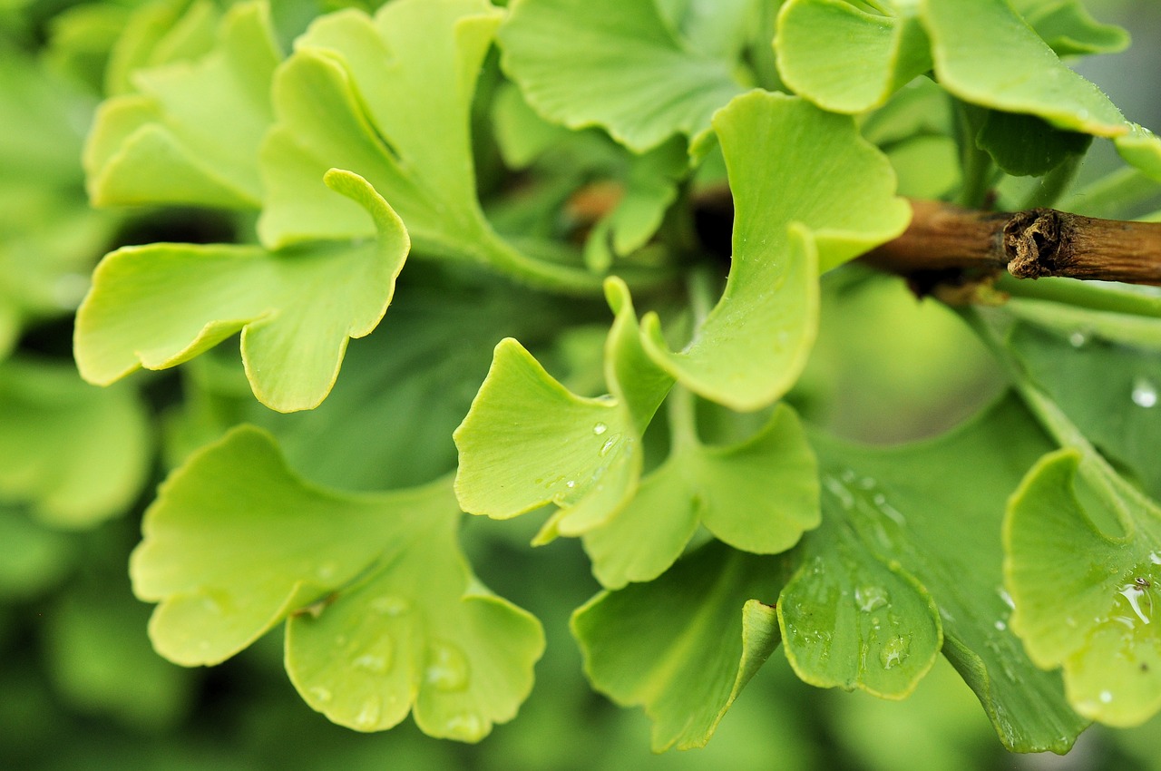 Здоровый цветок. Ginko 800. Листья зеленые гинкго. Здоровые растения картинки. Здоровое растение FHN.