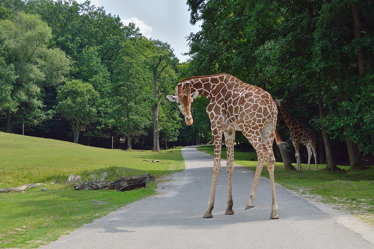 Zoological gardens. Африканский зоопарк. Зоопарк в Африке. Картинка для детей Жирафы в зоопарке. Сафари сад.