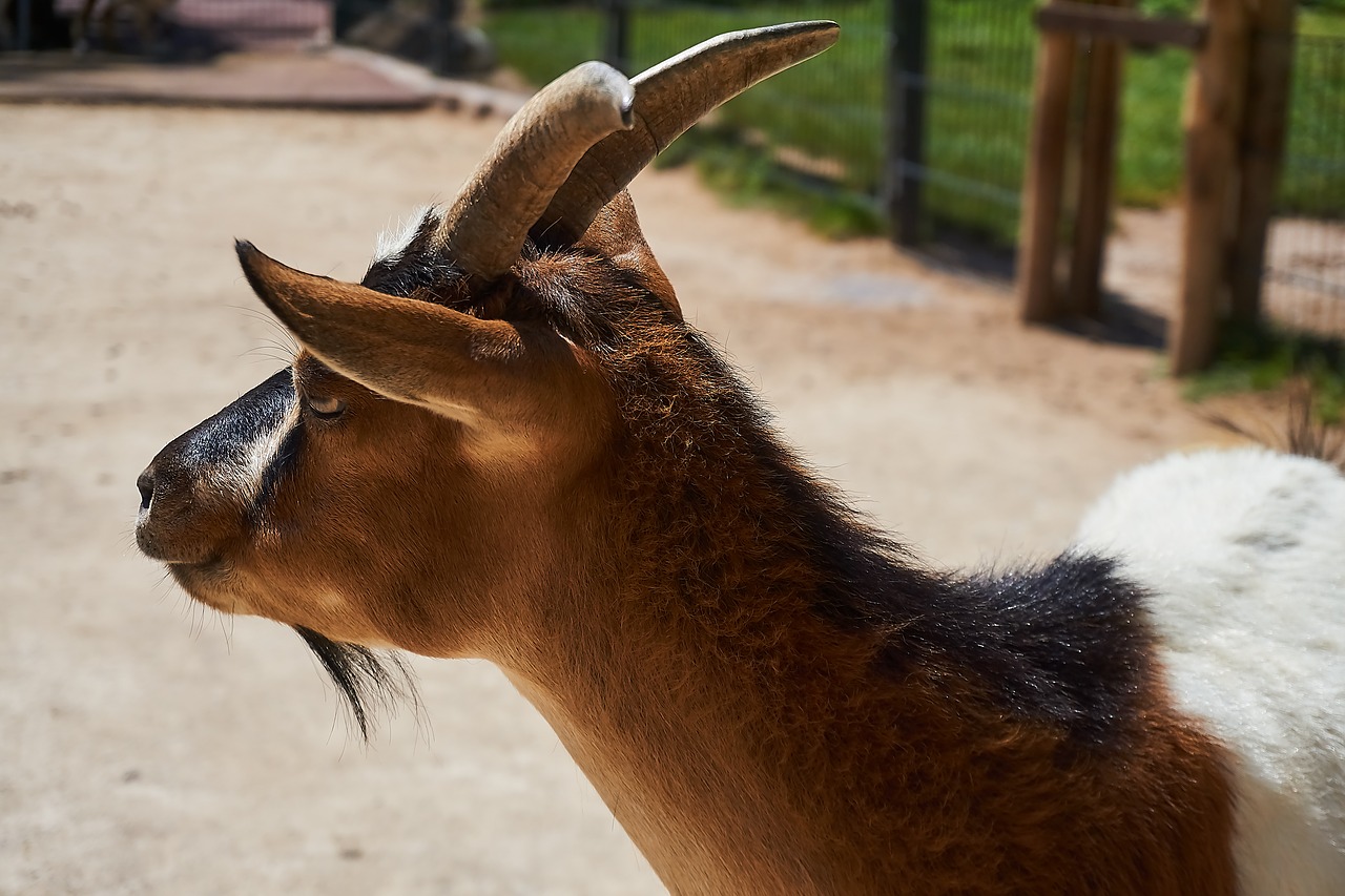 Goat zoo. Козлиная морда. Голова козы. Мини козел. Рожки козлика своими руками.