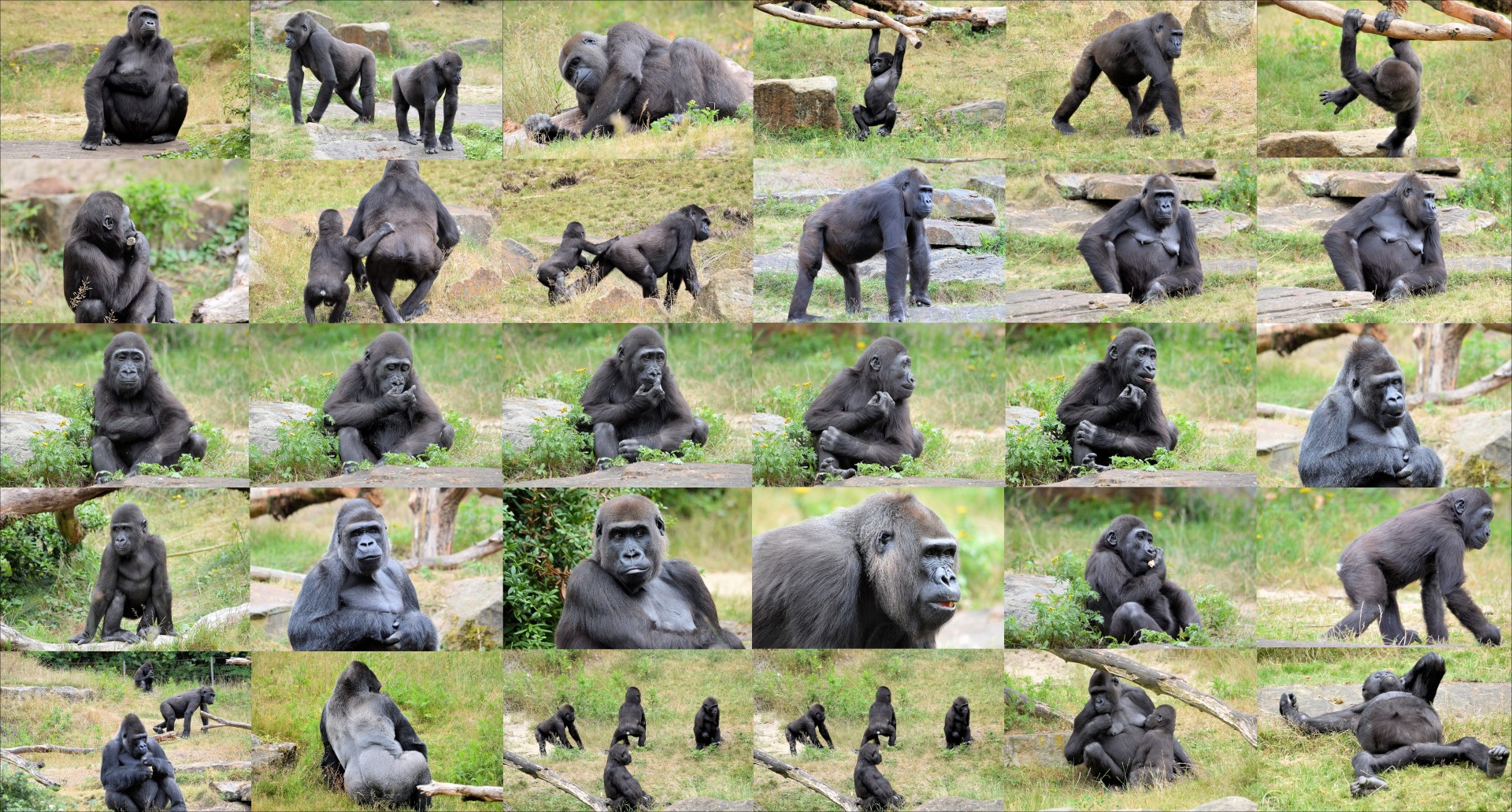 Эволюция гориллы