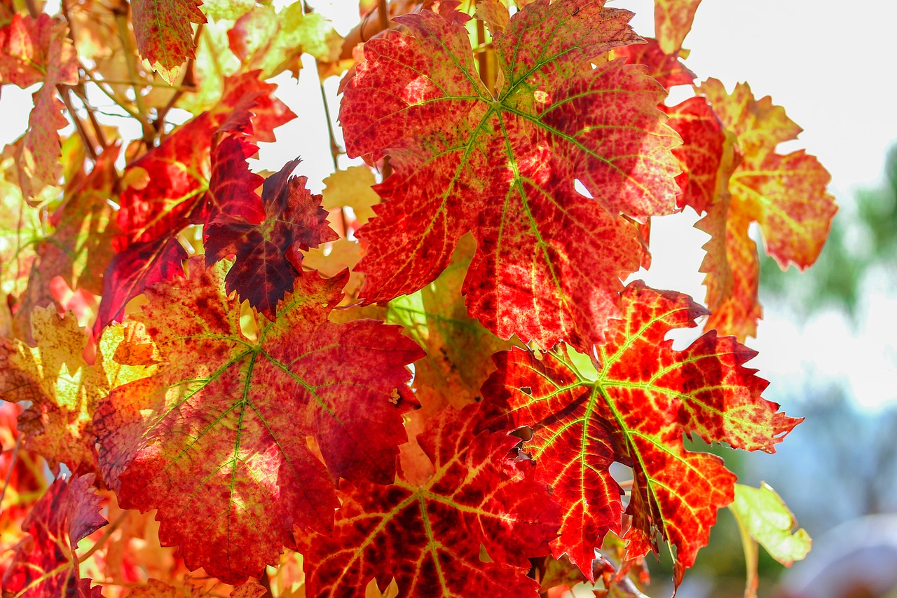 Осенние виноградные листья