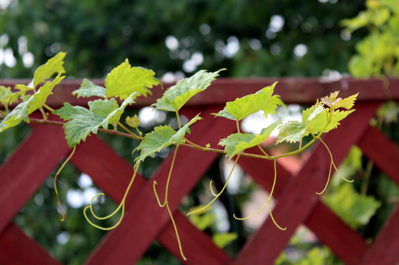 Мейсон виноградные листья