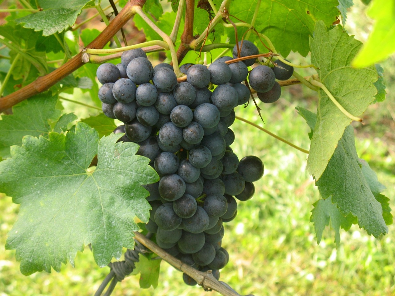 Научные факты о винограде