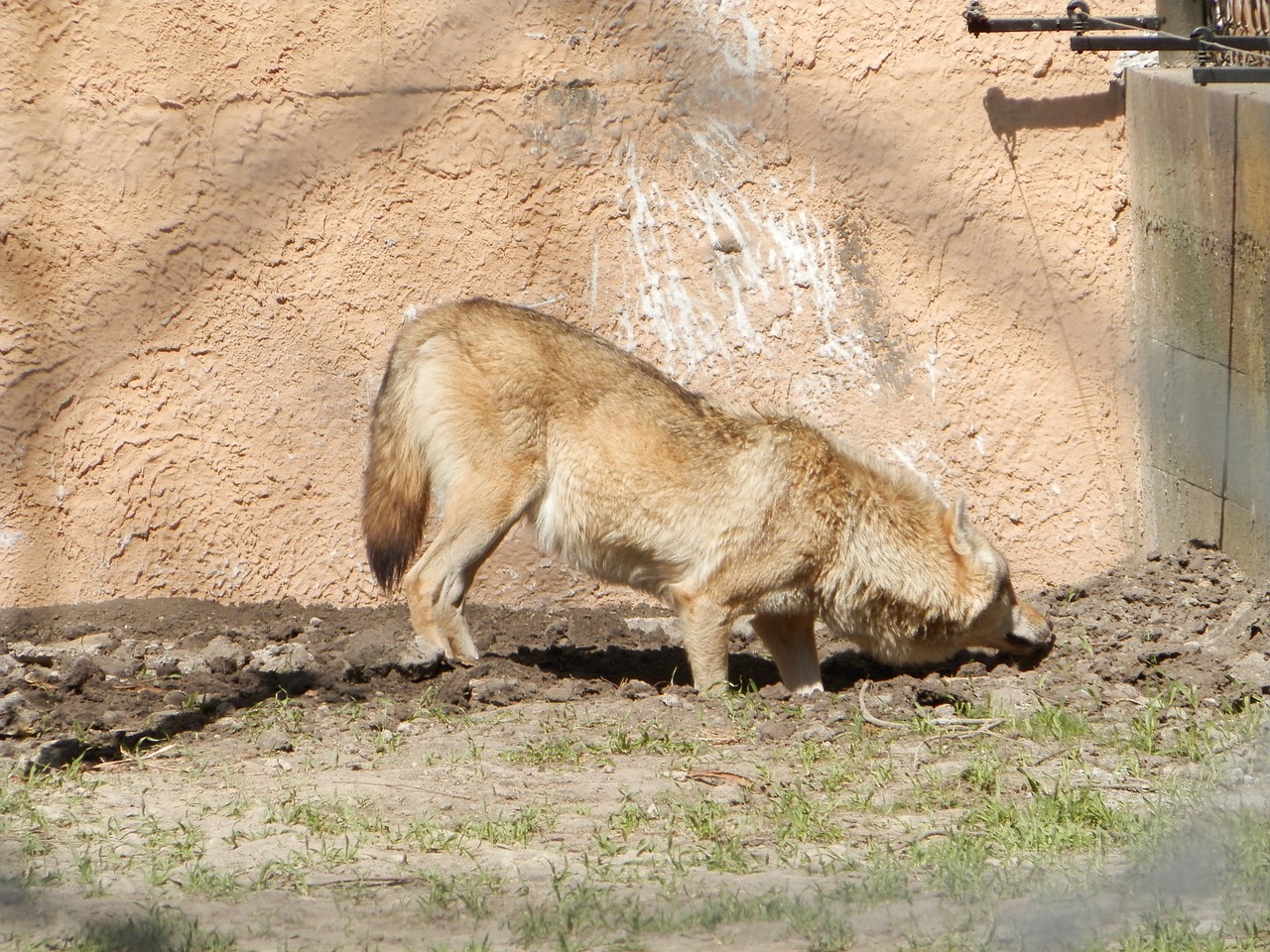 Wolf zoo. Картинка волк в зоопарке. Zoo волк. Этикетки зоопарк волк. Axel34 Zoo Wolf.