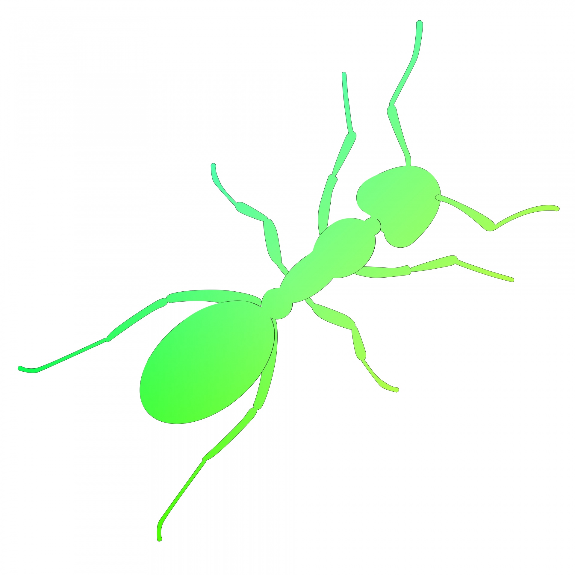 Зеленый муравей