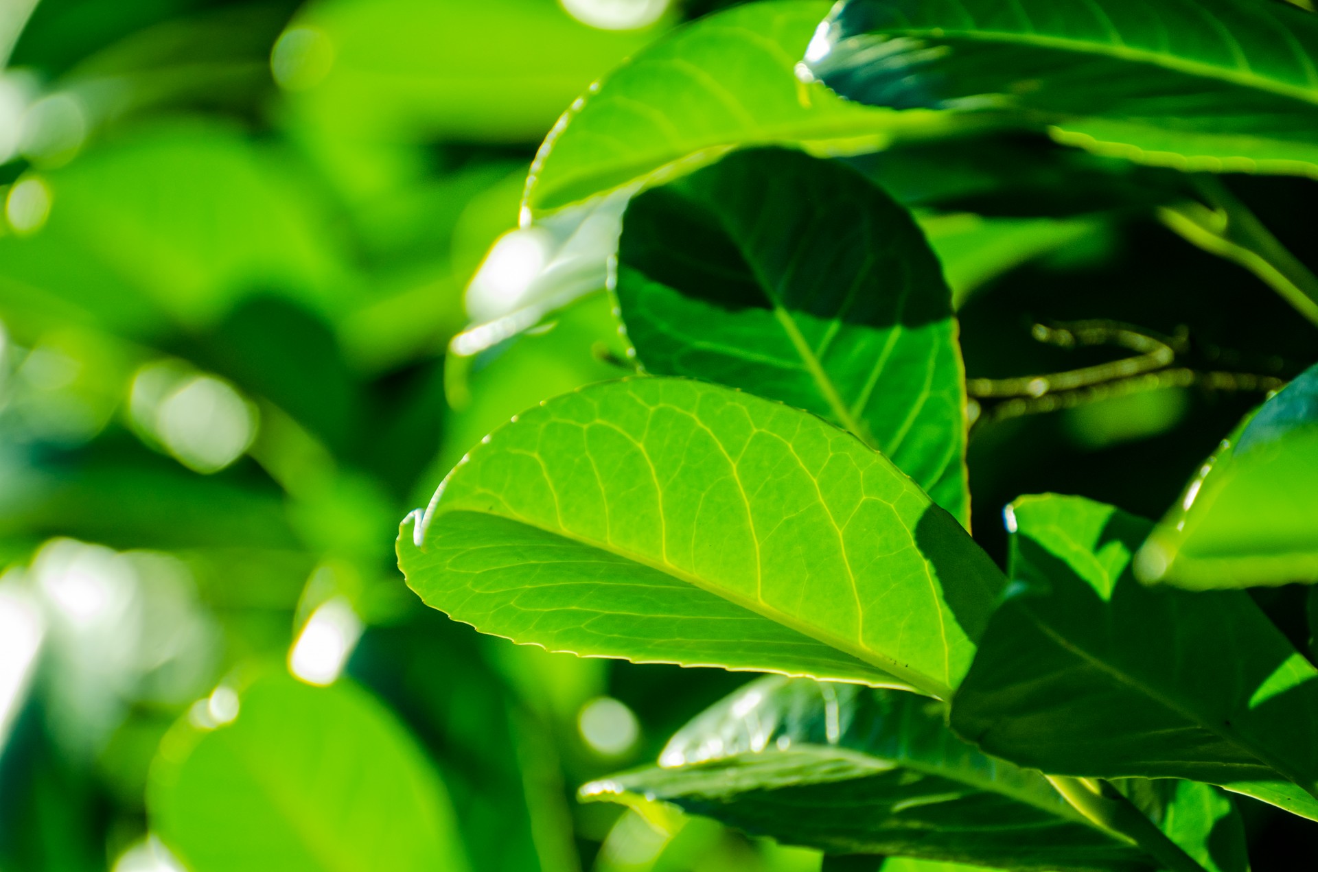 Colorful green. Зеленый лист. Green leaves. Бесплатные листья.