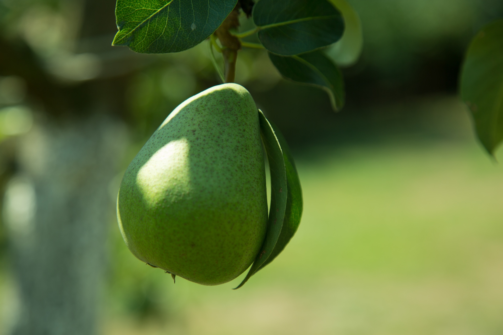 Pear. Груша (плод). Груша звезда Алатау. Груша зеленая. Большая зеленая груша.