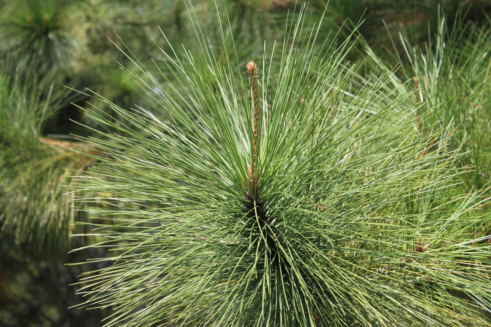 Хвоя сосны. Пицундская сосна иголки. Пятиигольчатая сосна. Pine Green - зеленая сосна. Иглистые сосны.