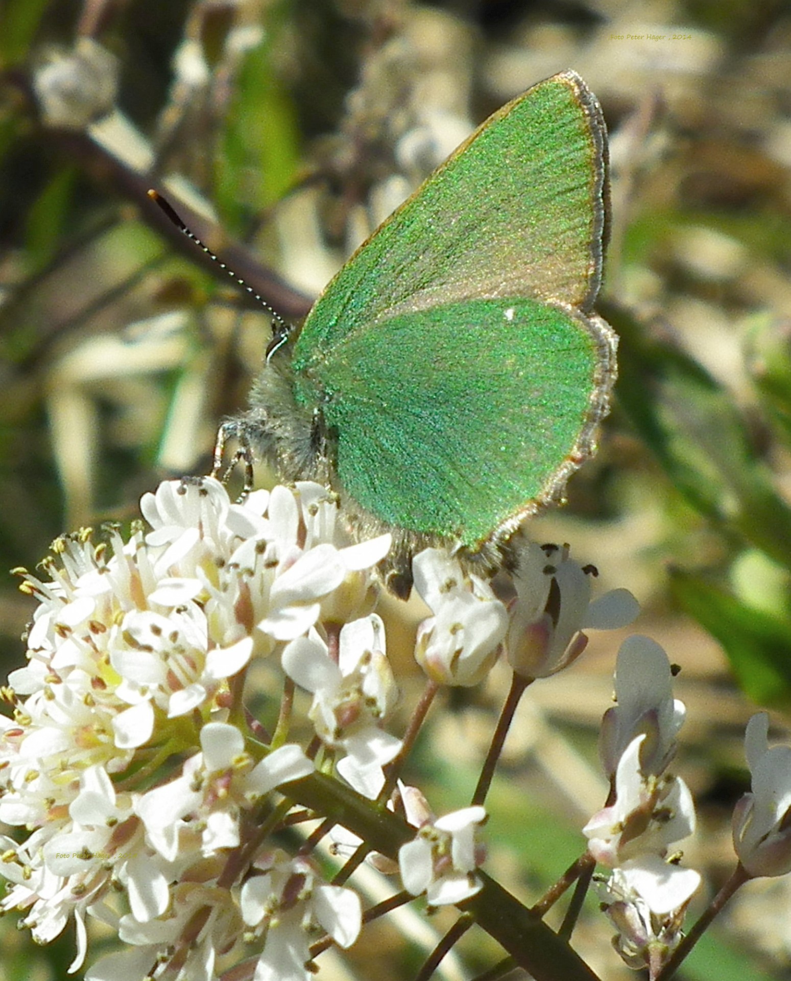 Бабочка зеленого цвета название и фото