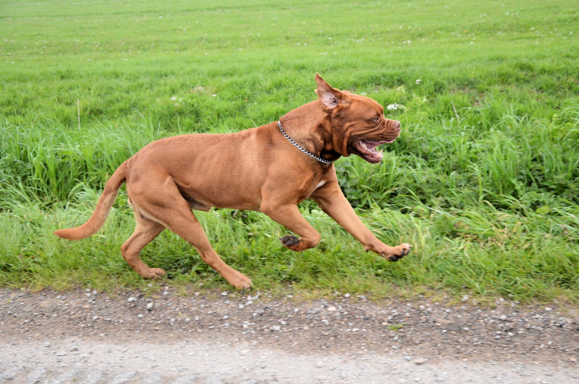 Dogs is run. Родезийский риджбек. Бег с собакой. Питбультерьер бег. Собака бегает.