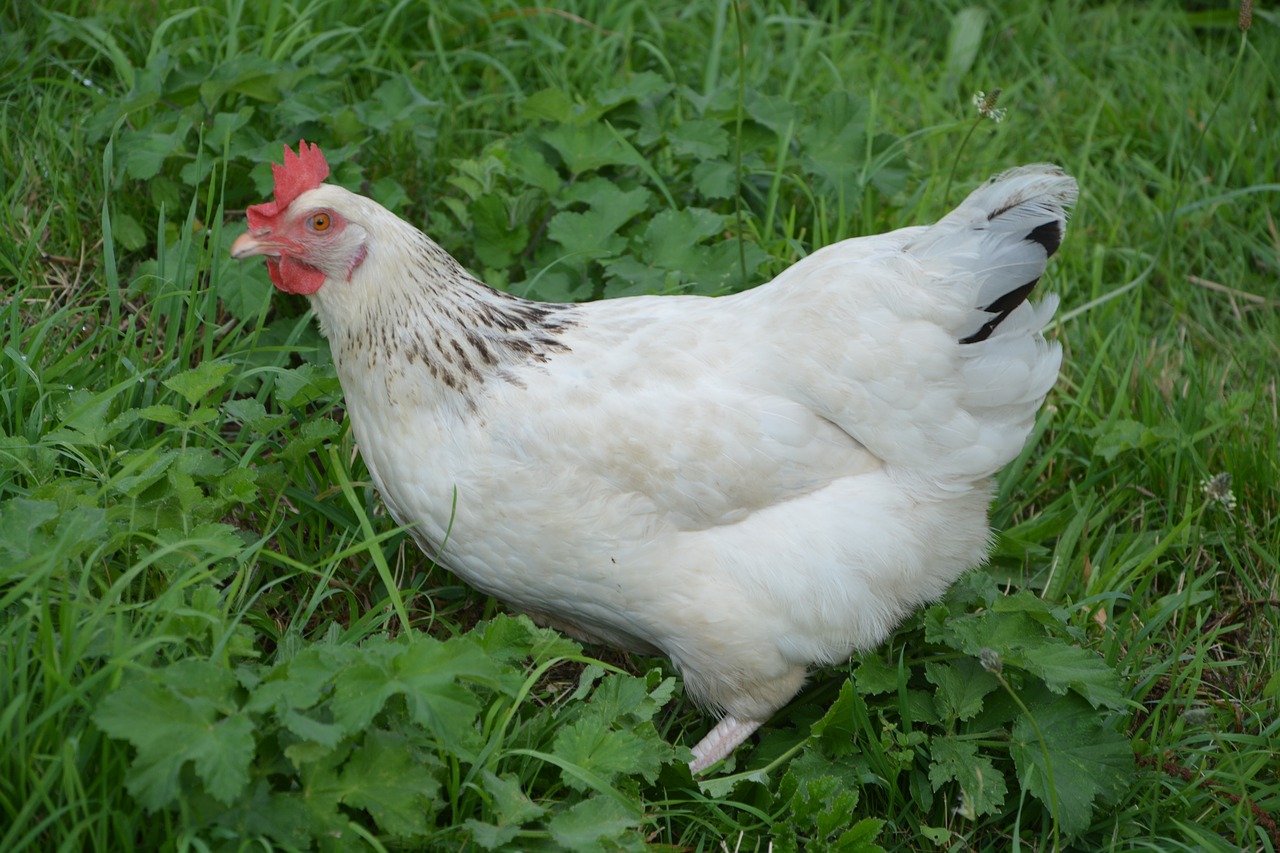 Download free photo of Hen sussex,laying hen,egg,hen,domestic animal ...