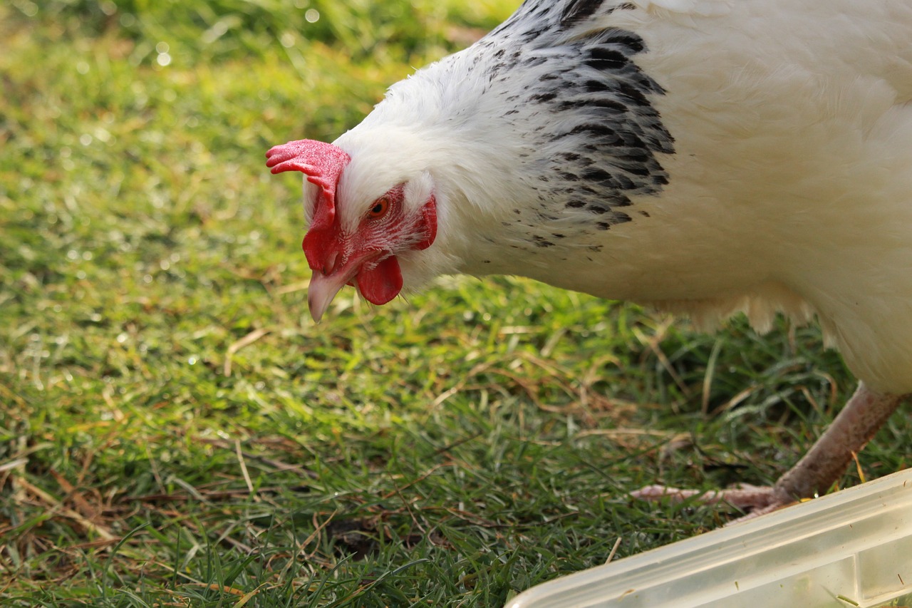 Download free photo of Hen sussex, hen, white hen, animals, pen - from ...