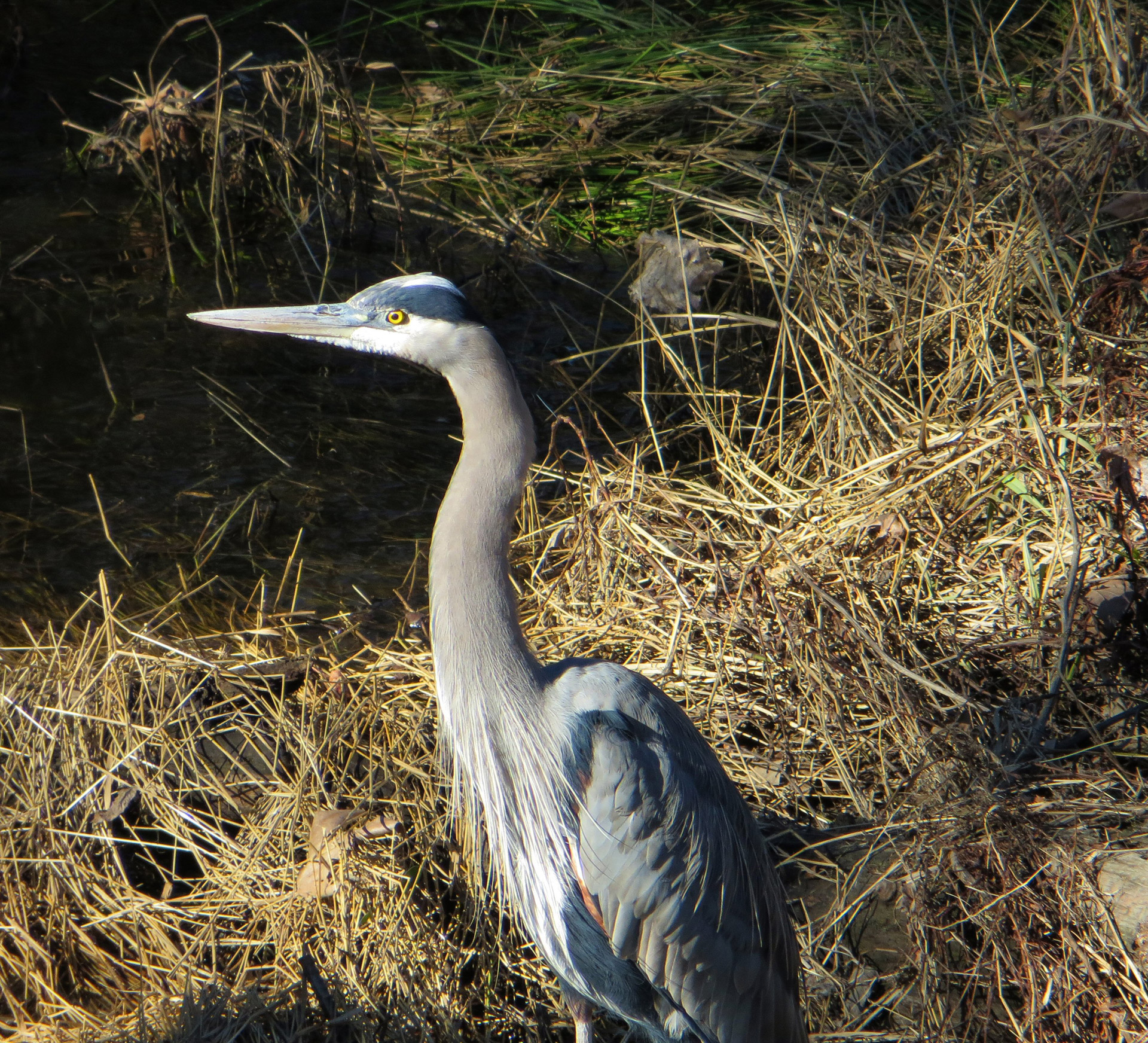 Heron water. Цапля водоплавающая. Болотные водоплавающие птицы. Водоплавающая птица похожая на цаплю. Болотная птица летающая.