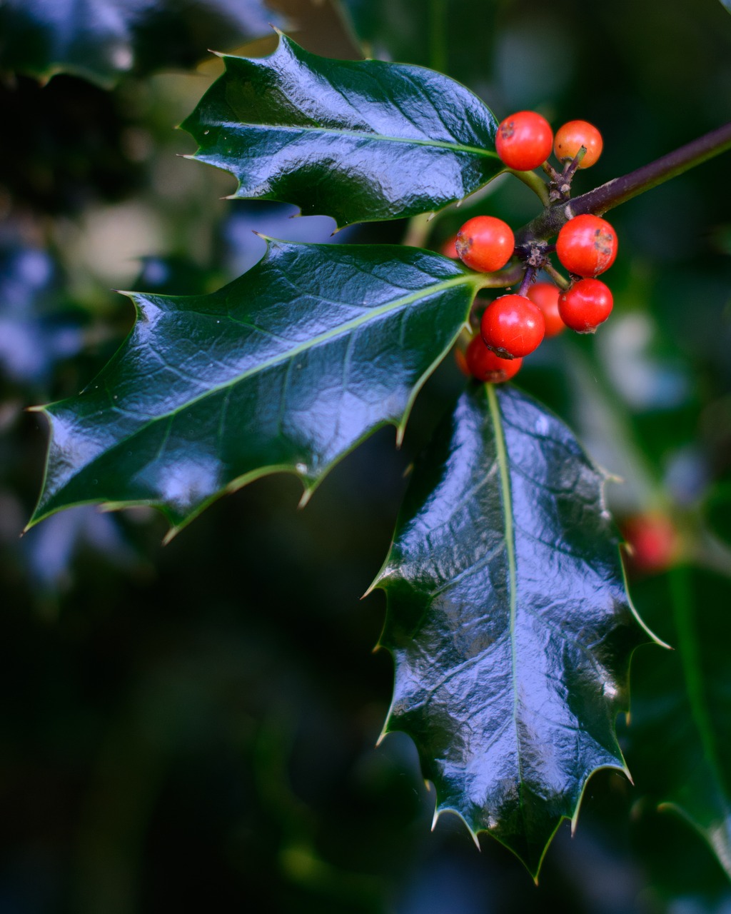 Holly tree