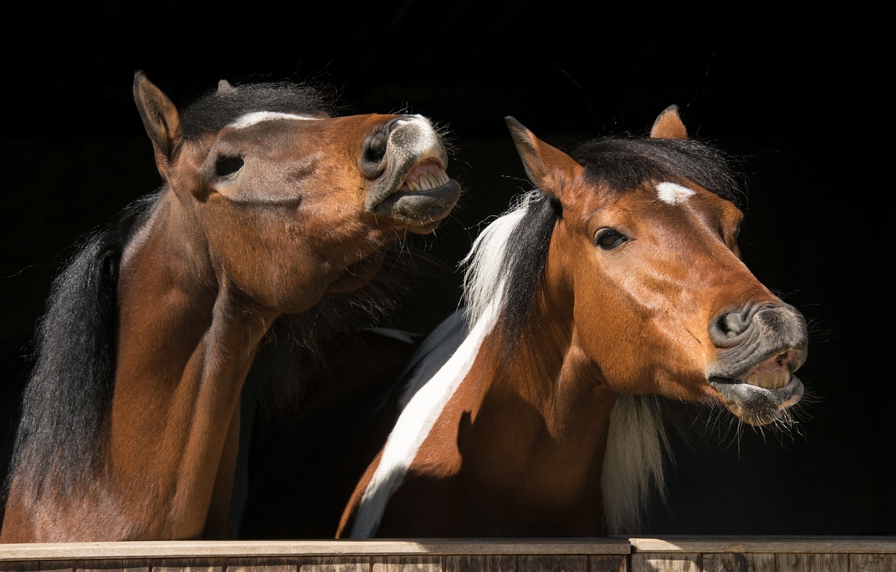 Animal checks. Флемен у лошадей. Флемен у коров. Flehmen response in a Horse. Horse checks.