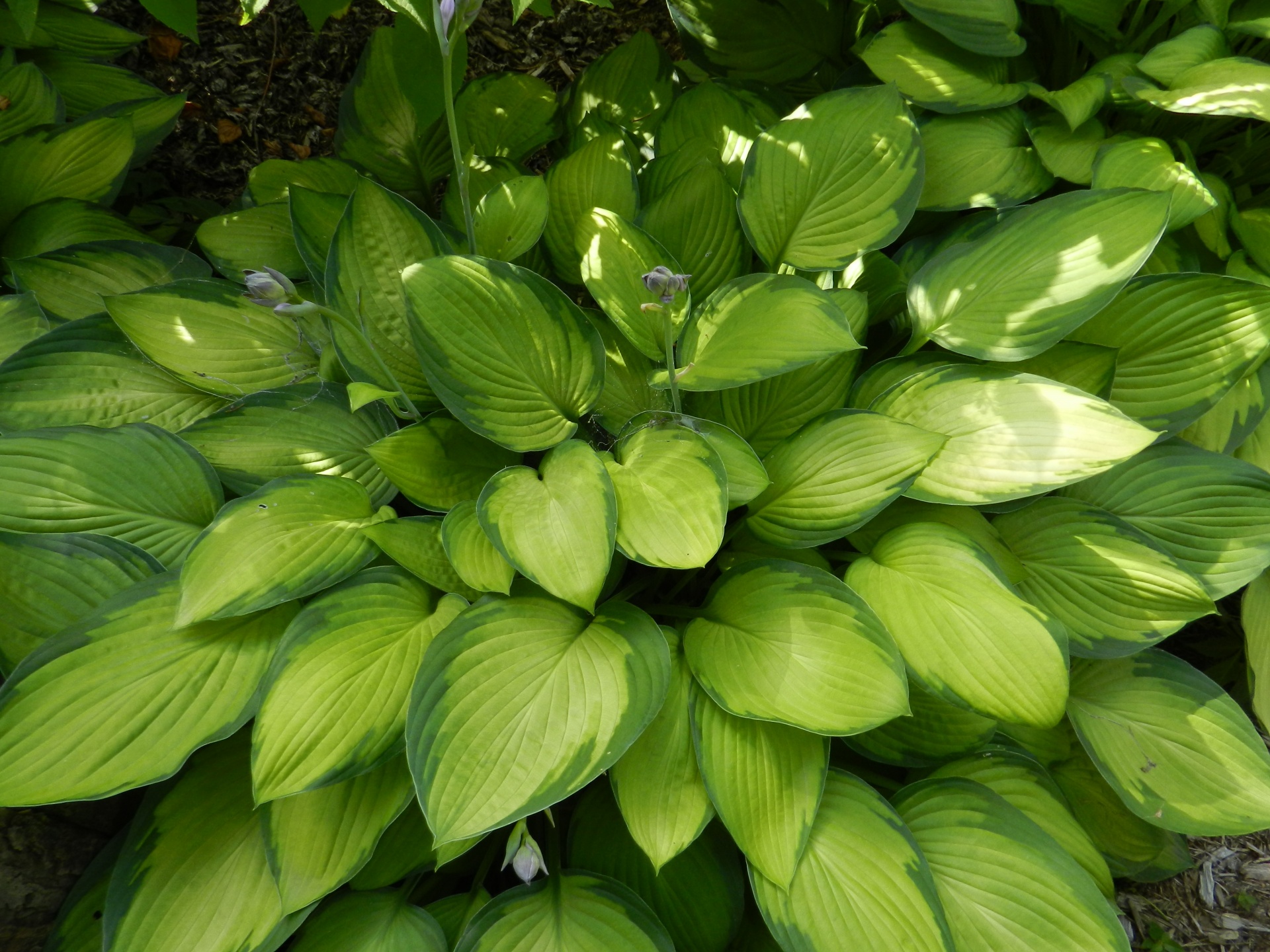 Бесплатные хосты. Хоста бордер стрит. Хоста (Hosta `albomarginata`). Хоста зеленая крупнолистная. Хоста гет Неккид.