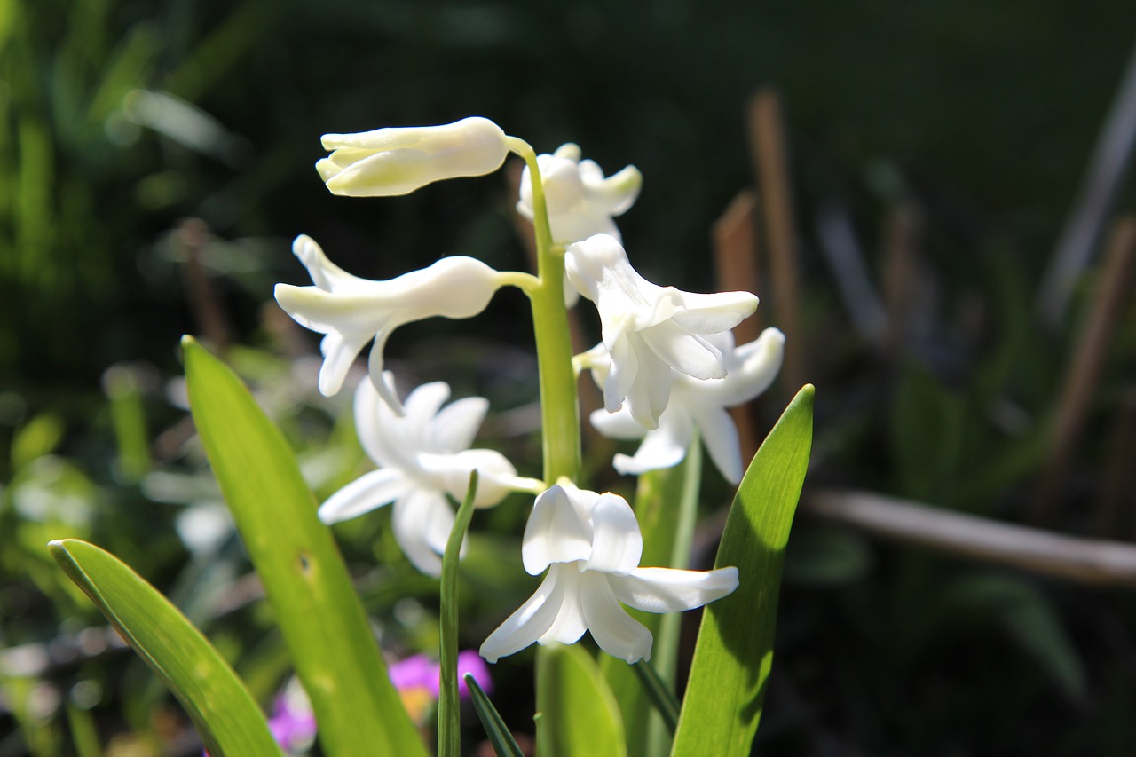 White wild. Лесной гиацинт белый. Дикий гиацинт белый. Дикий Лесной гиацинт белый. Гиацинт дикорастущий.