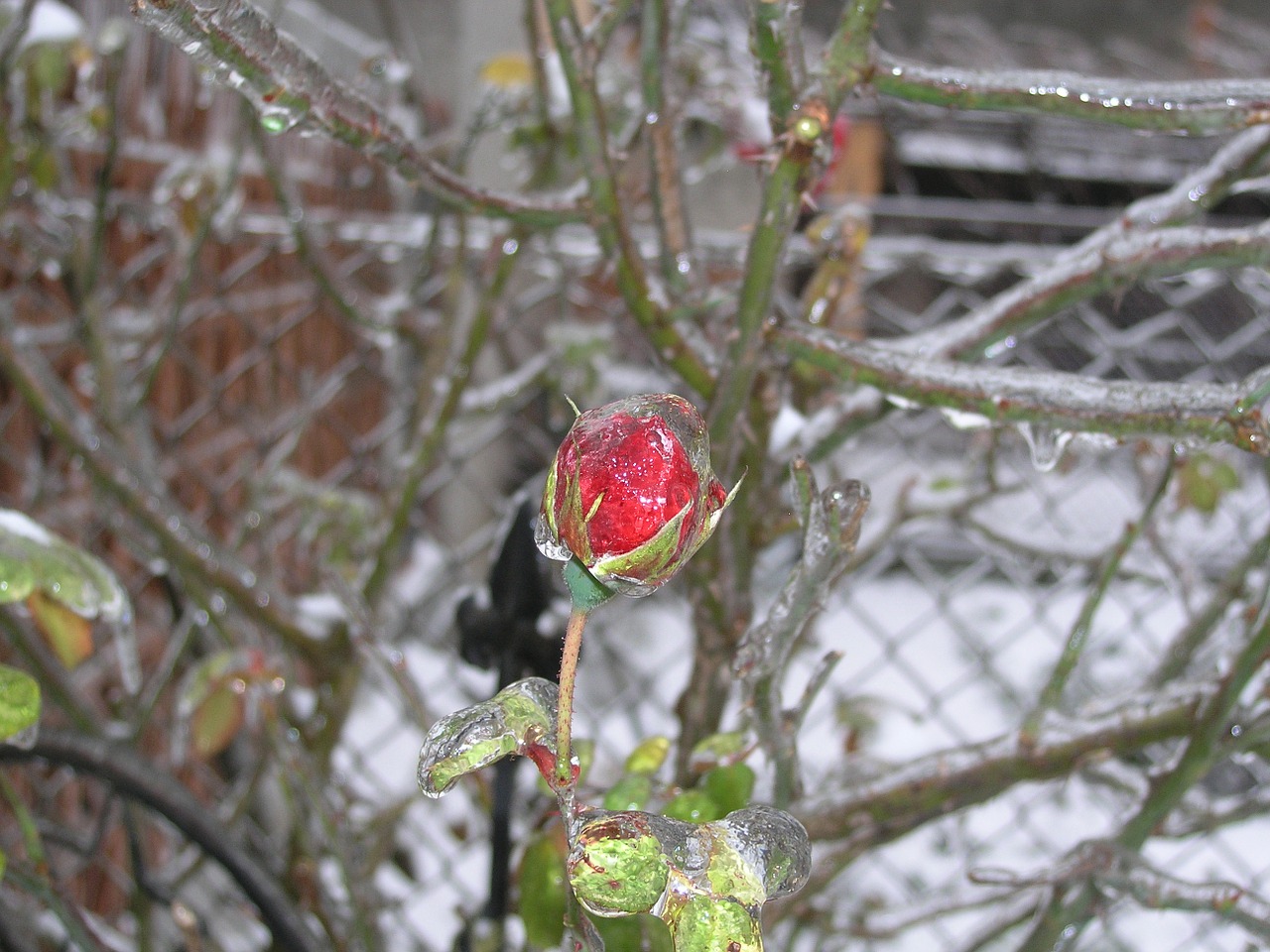 Куст розы во льду