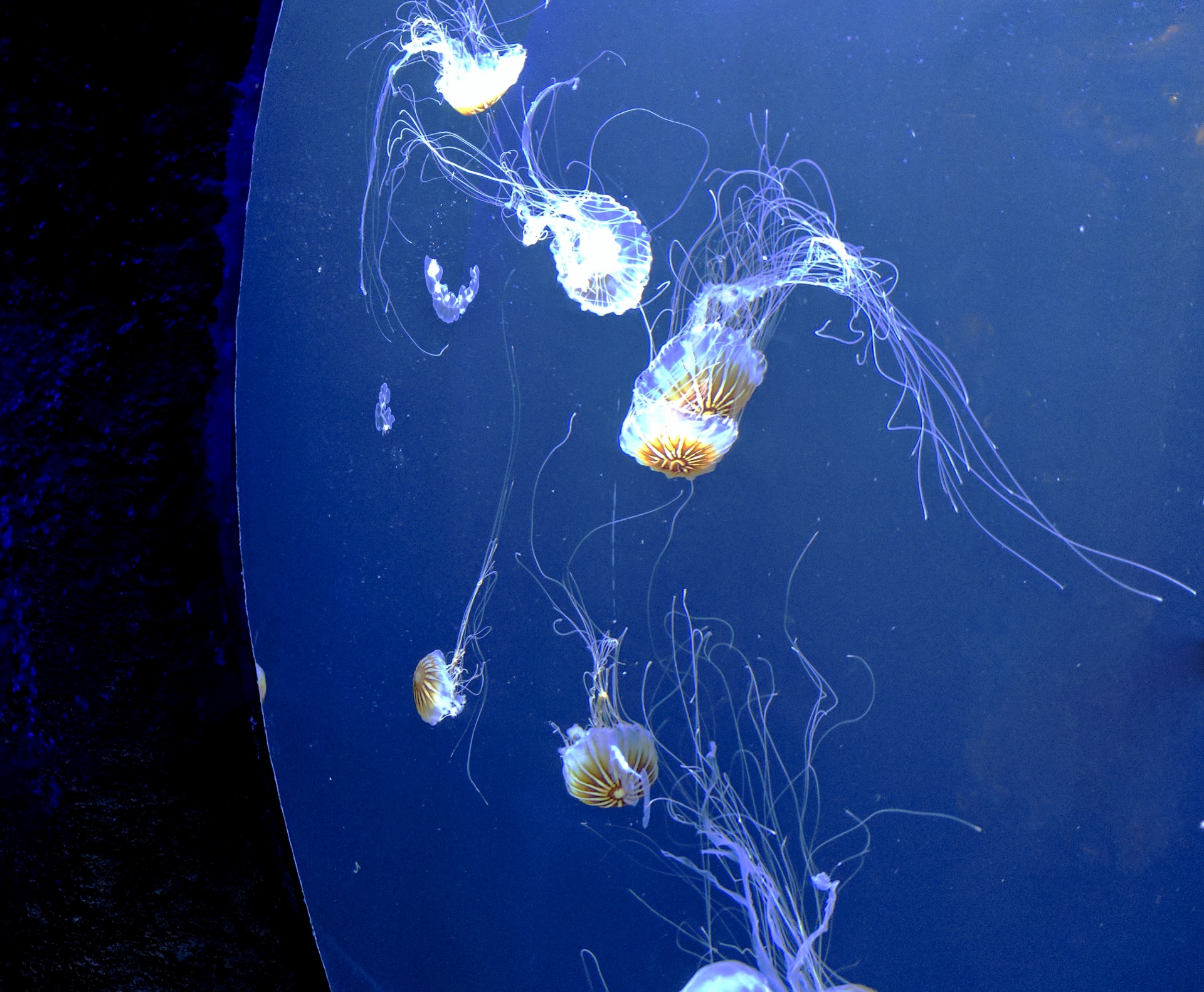 Jellyfish ереван фото