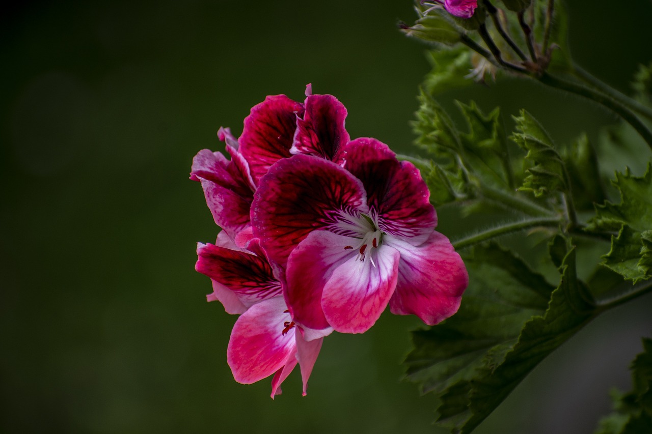 Пеларгония алая не махровая крупные цветки