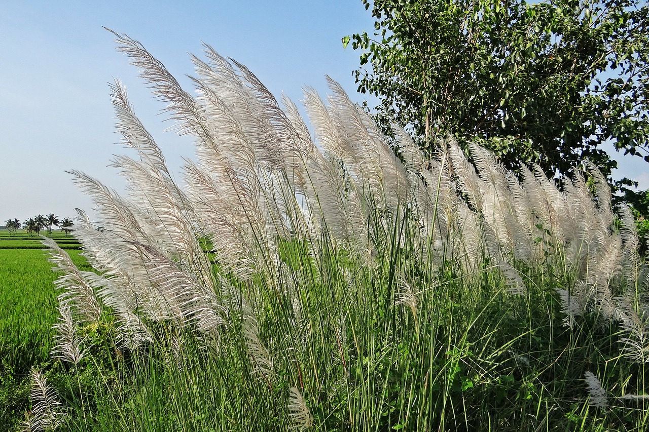 Сахарный тростник ( Saccharum SP.)