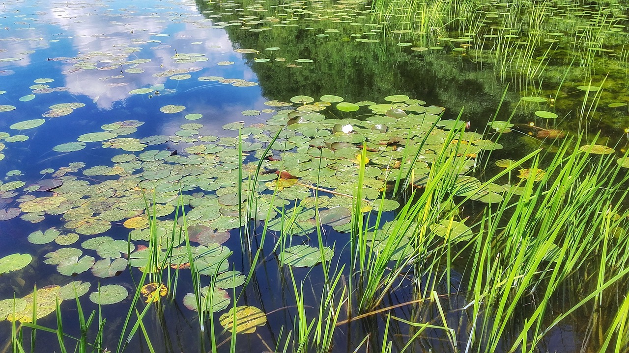 Лес в стоячей пресной воде. Пресноводные водоемы. Пресные водоемы. Растительный мир водоемов. Растения пресноводных водоемов.