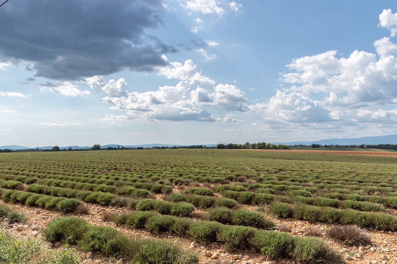 Field plants