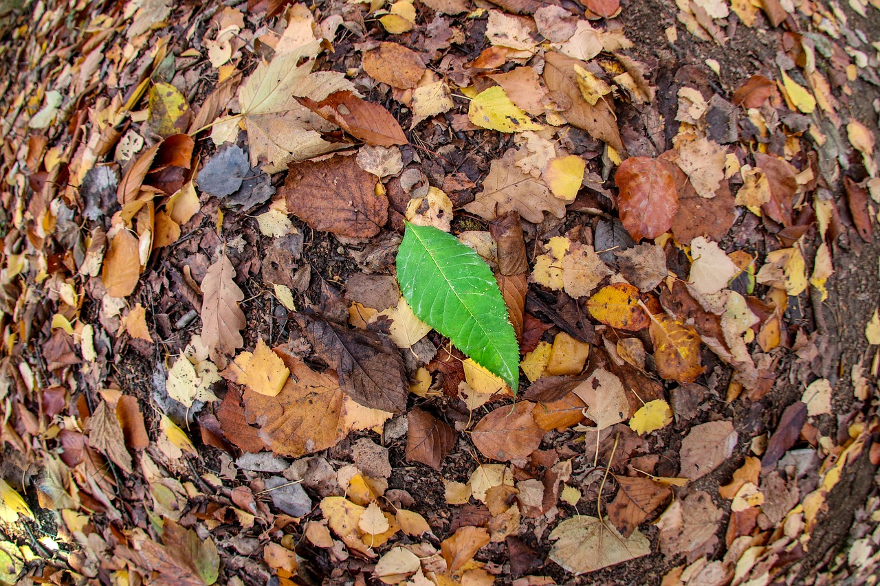 Жухлая листва