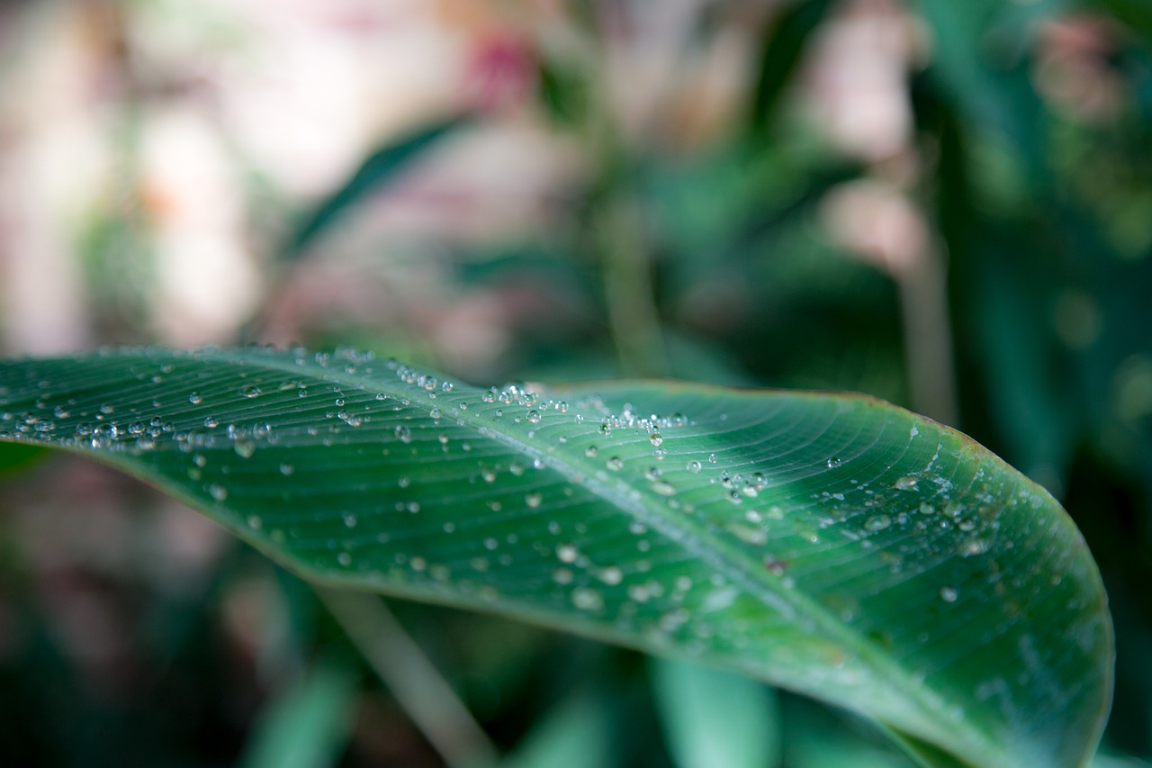 Watering leaves