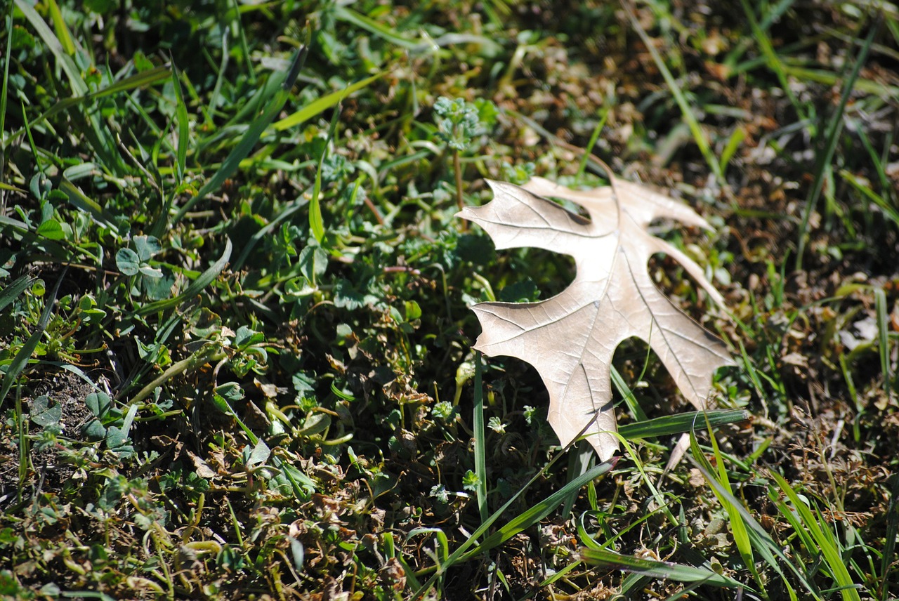 Fell nature. Непонятная листва. Фотография ажурной листвы. Фото листвы буциды. Foliage Пиль воздухе.