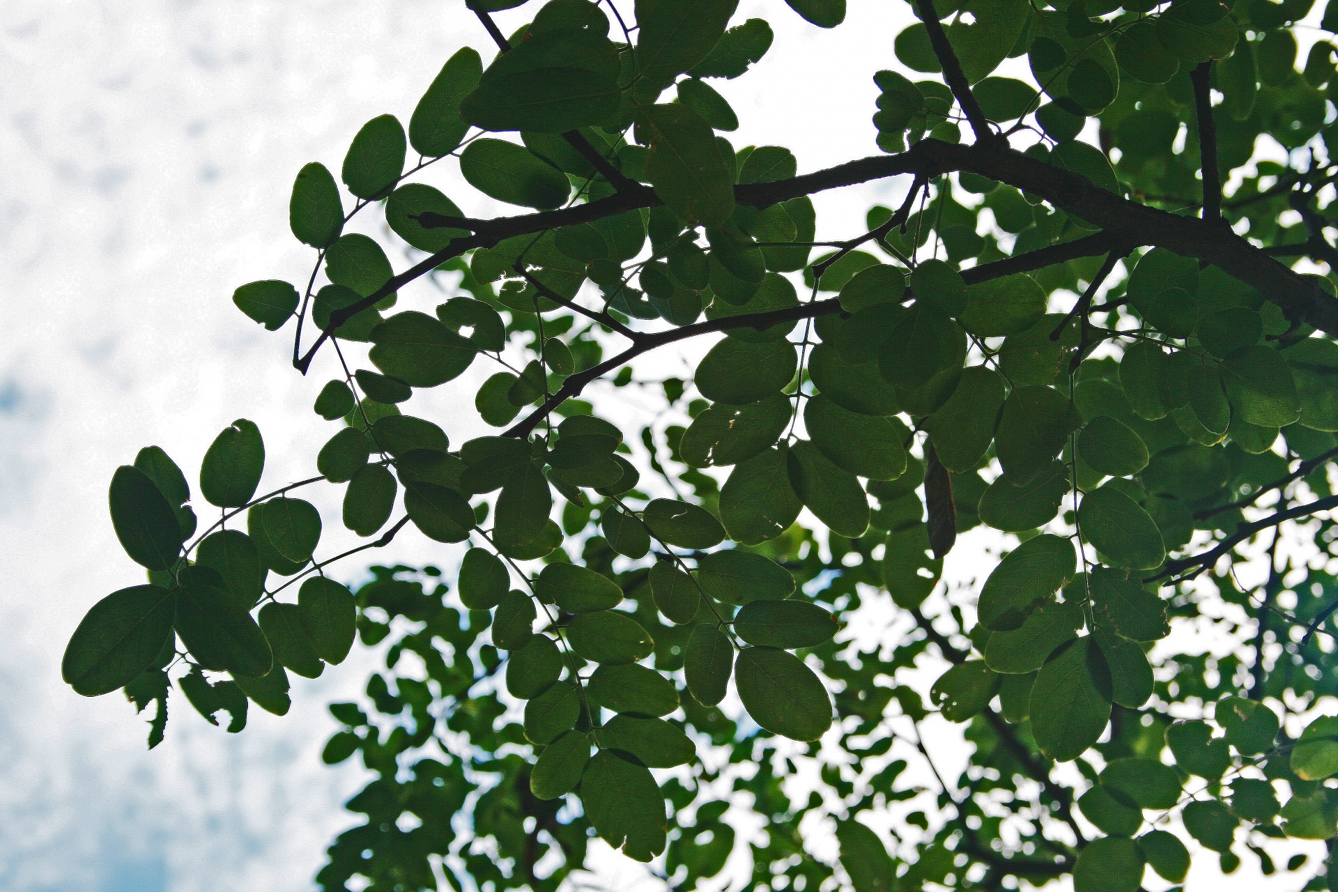 Tree left. Деревья листва крупно. Лист дерева крупным планом. Крупное дерево с эллиптическими листьями. Дерево с кругловатыми листьями.