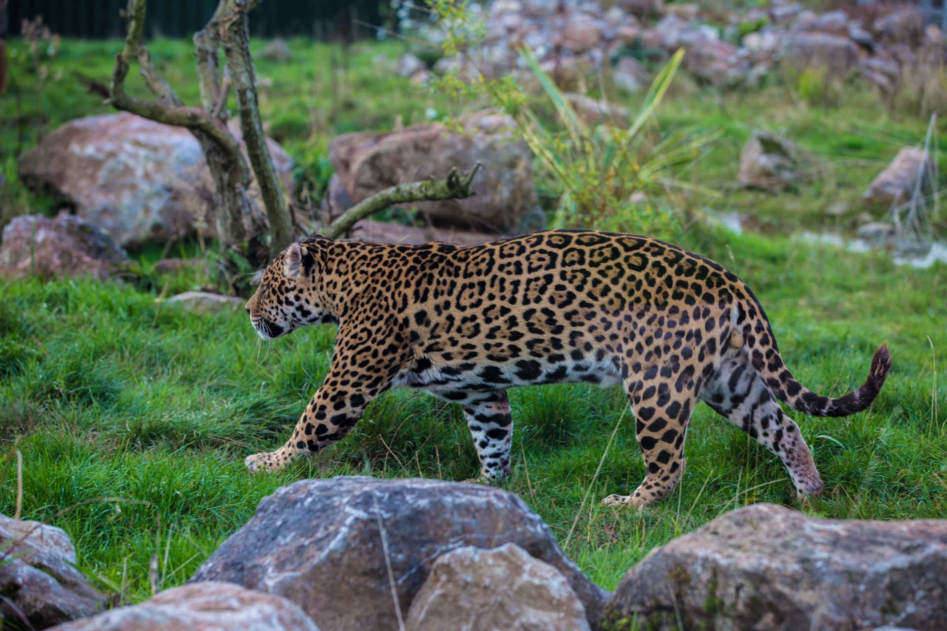 Ягуар животное интересные факты. Дальневосточный леопард (Pantera pardus orientalis). Дальневосточный леопард меланист. Леопард Panthera pardus. Леопард Оцелот Ягуар.