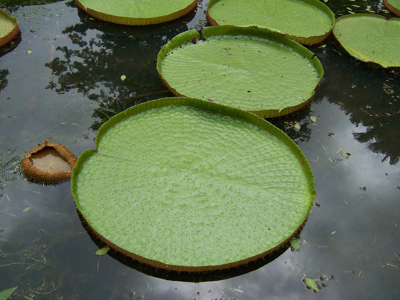 Большие круглые водные растения