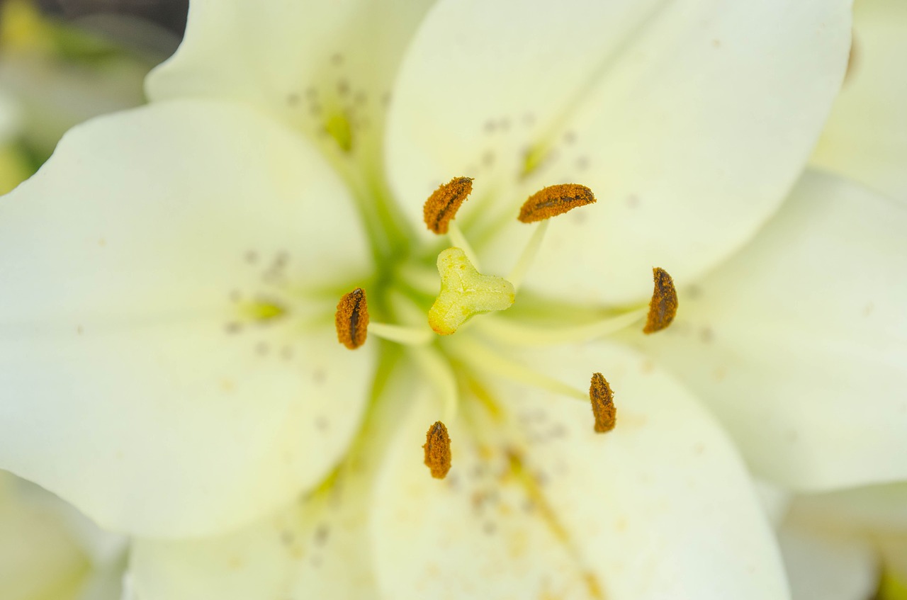 Белая Лилия тычинки