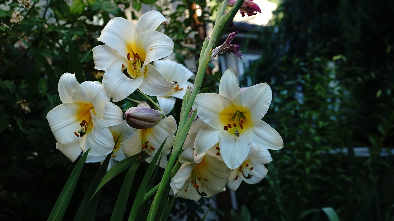 Lilly blooms. Lily Bloom.