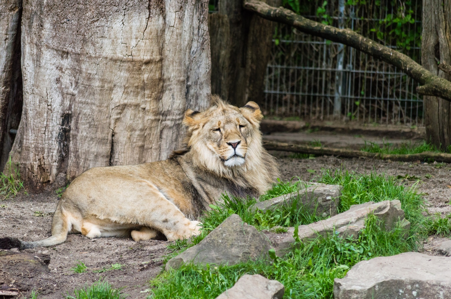 Nature zoo. Лев в зоопарке и в природе. Город Львов каких Львов диких. Dortmund Zoo foto.