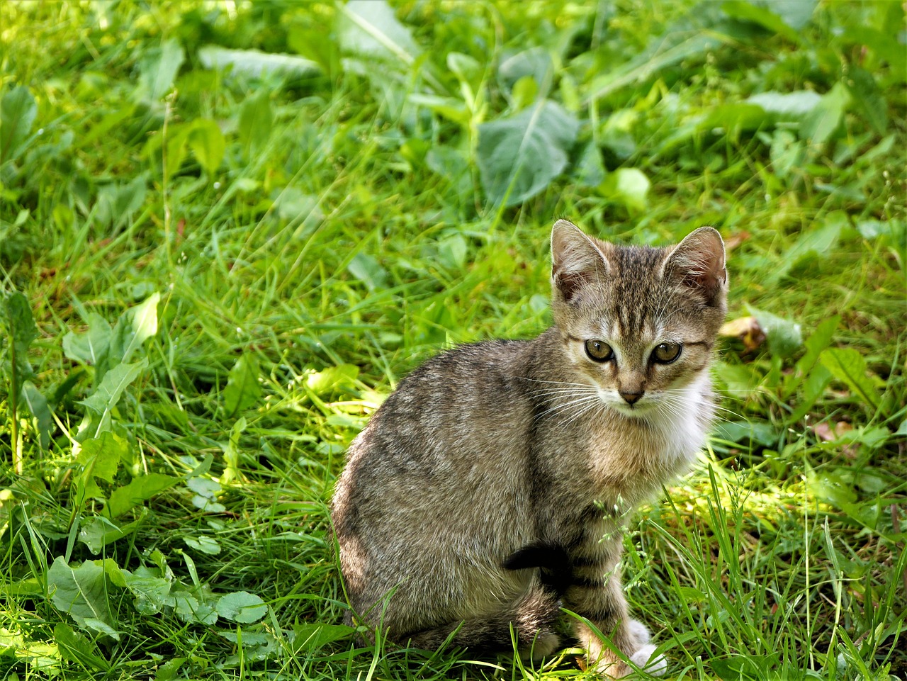 Little kitty. Маленький котик сидит. Маленький котенок сидит. Милый кот сидящий на траве. Маленький сидячий котёнок.