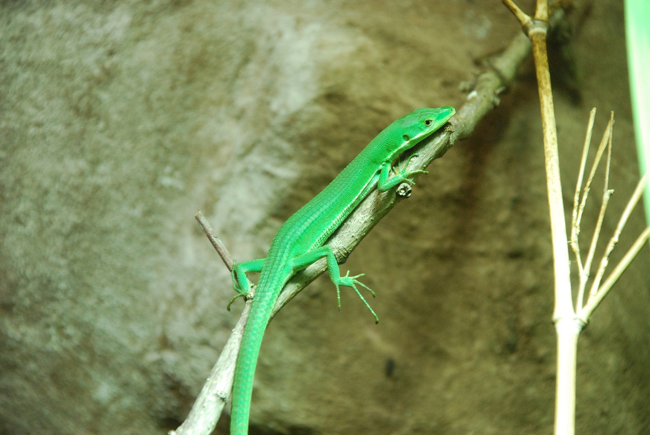 Green lizard энгельс. Грин Лизард Энгельс. Green Zoo.