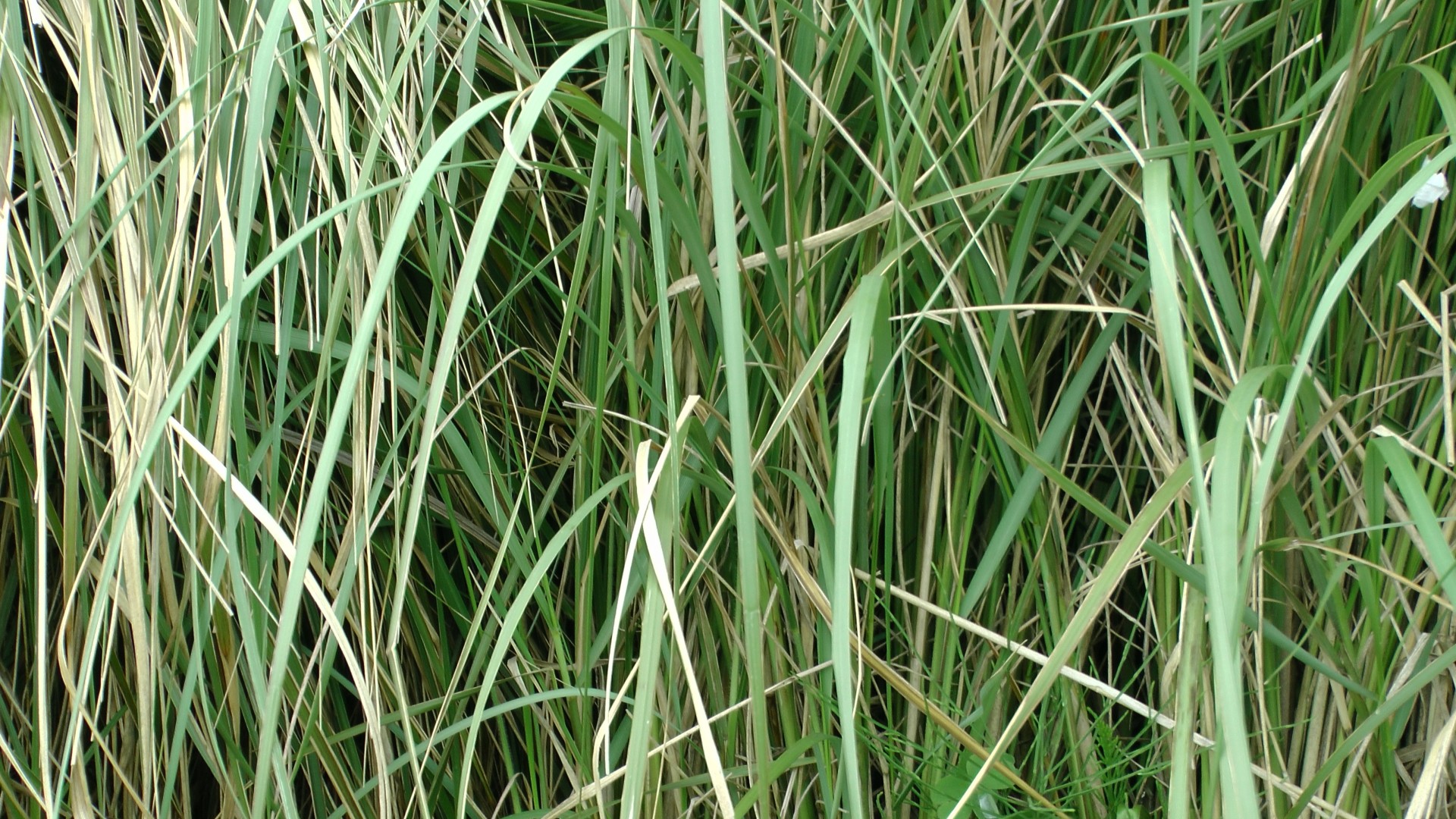 Длинная зеленая трава