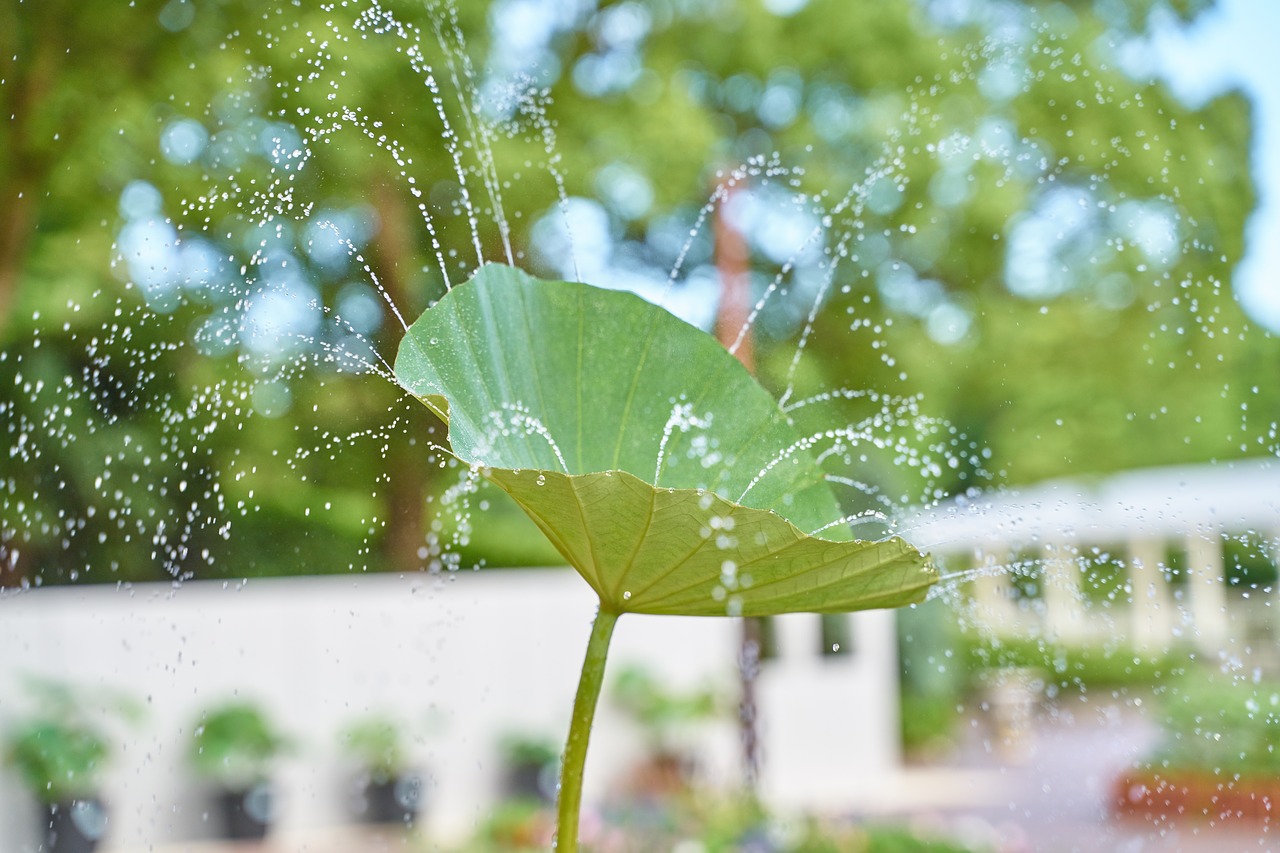 Watering leaves. Лотос вода скатывается. Картинки навевающие летнюю прохладу. Летняя прохлада 250.