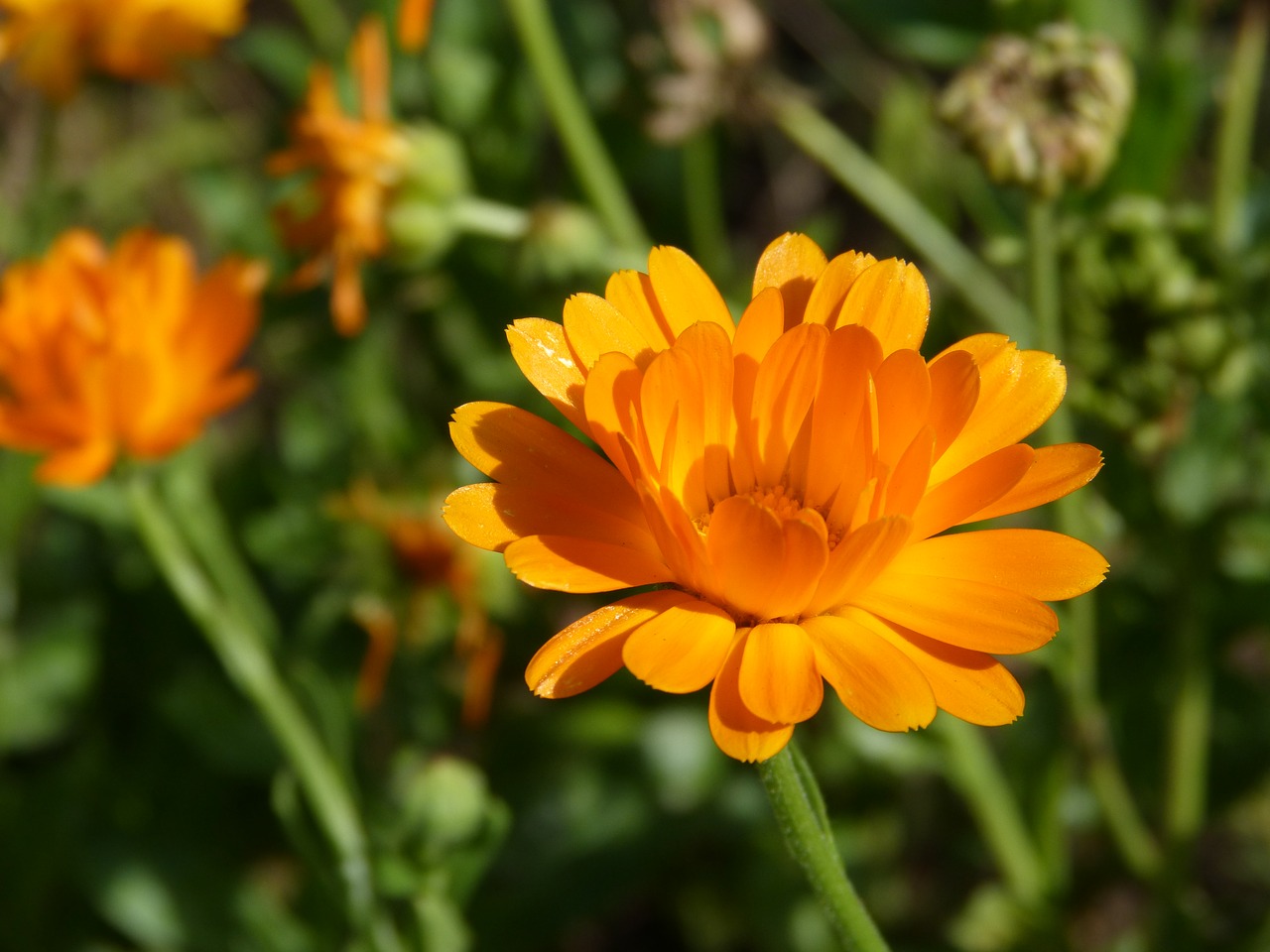 Календула трава. Календула Полевая (Calendula arvensis). Календула бархатцы Астра космея. Цветки календулы кингдом. Վաղենակ, календула, ноготки.