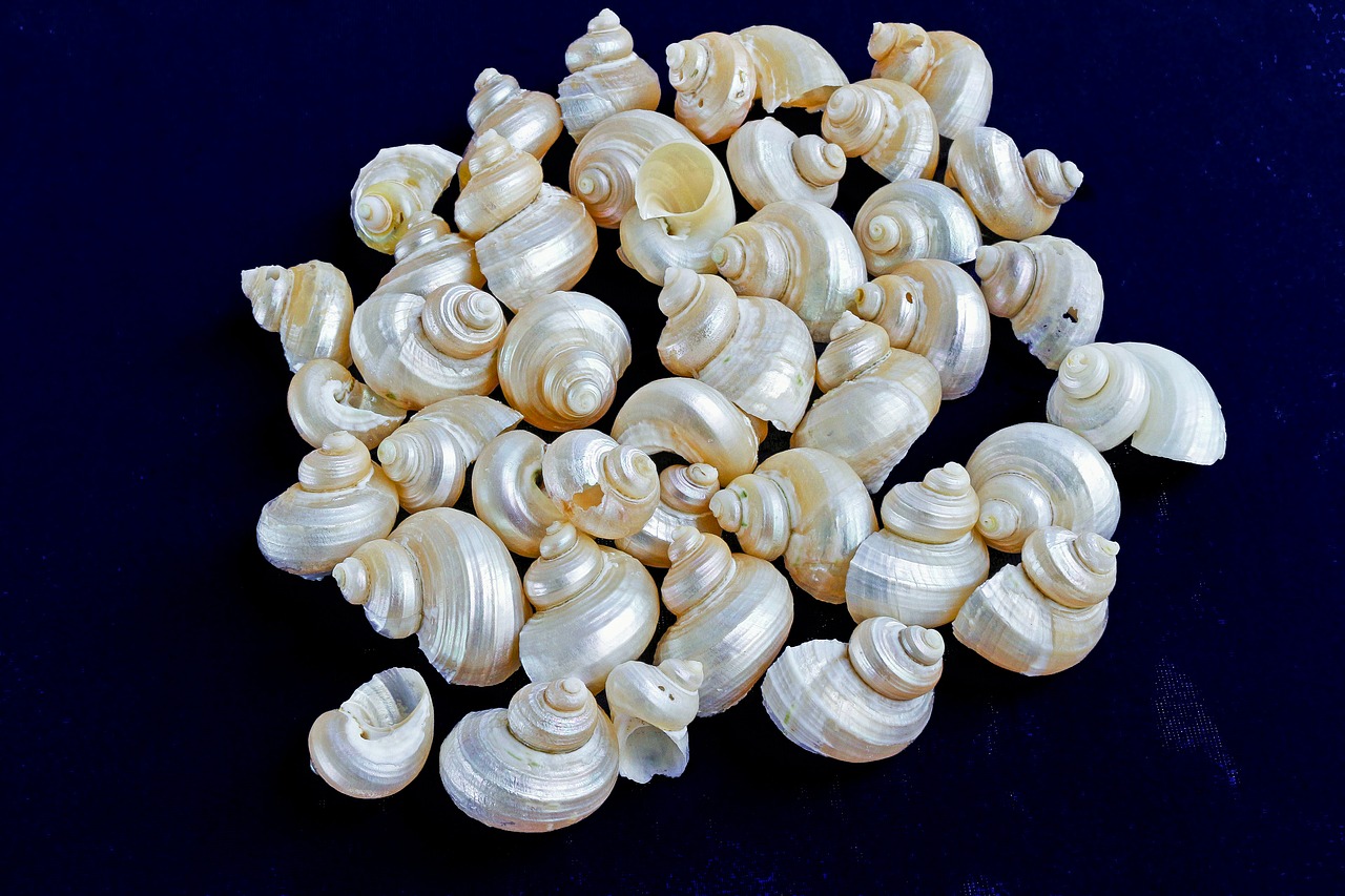 Download free photo of Marine conches,mother of pearl,polished,sea ...