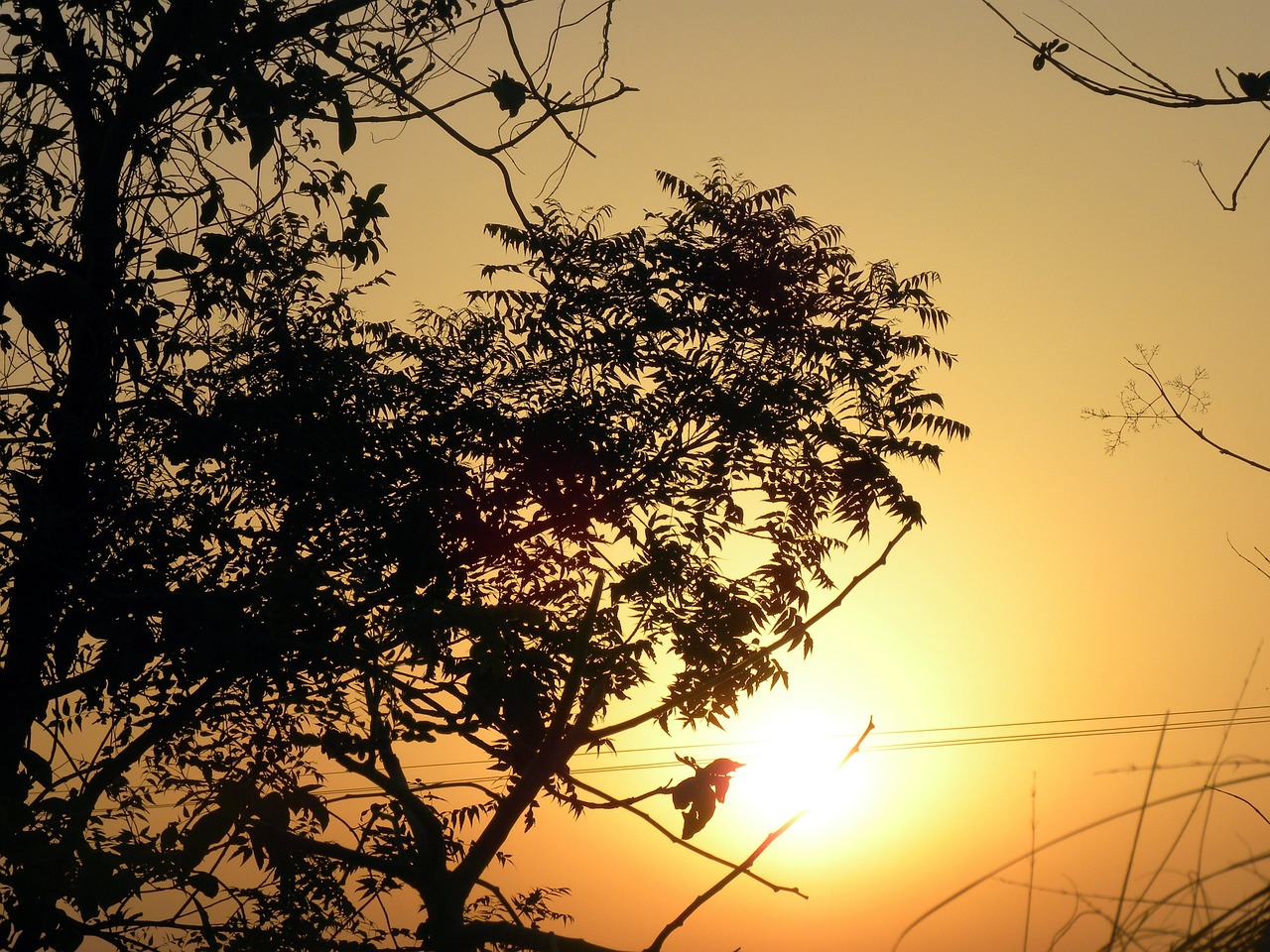 Morning tree. Голое дерево фото в Солнечном свете.