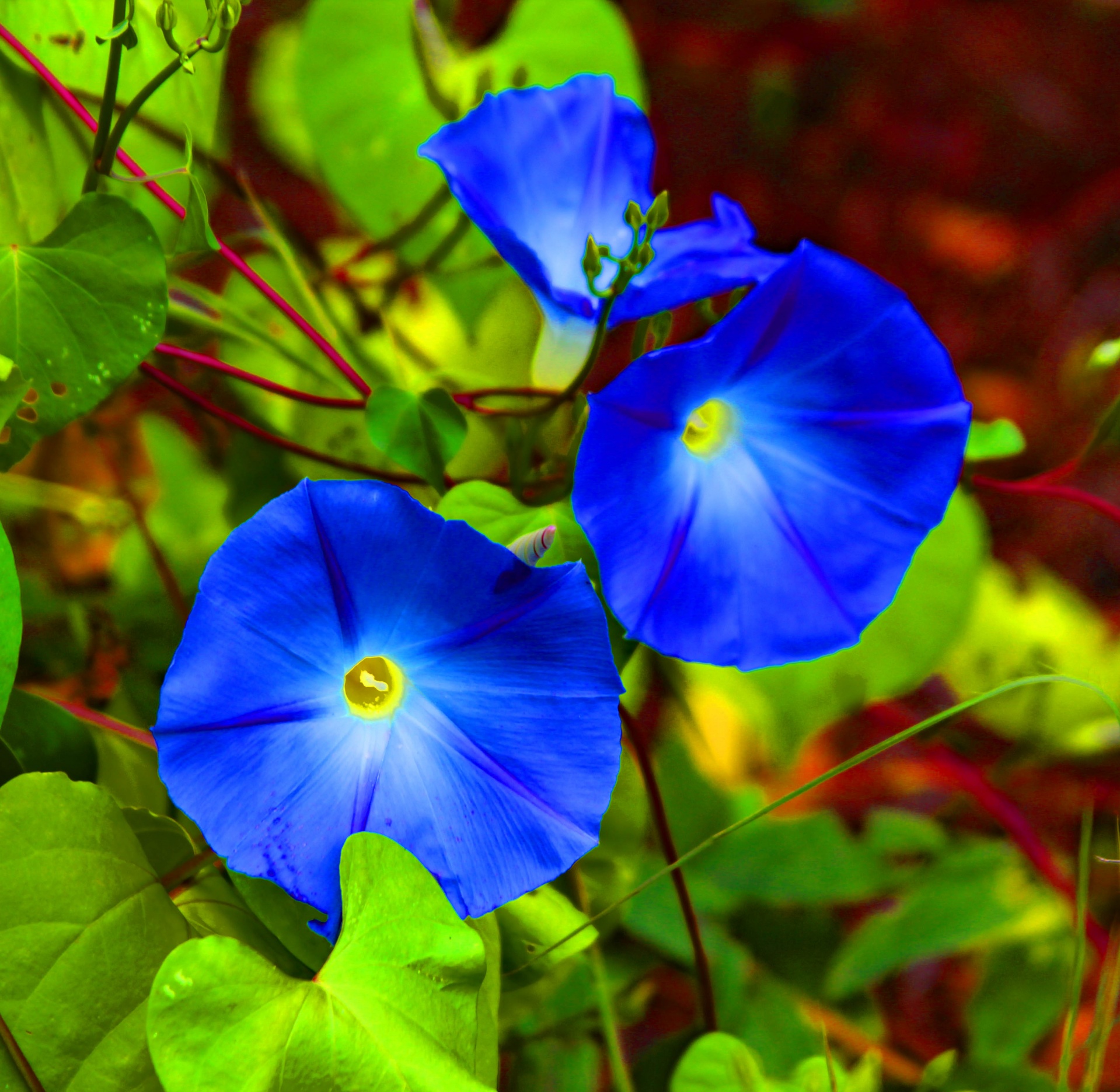 Morning Glory Flower