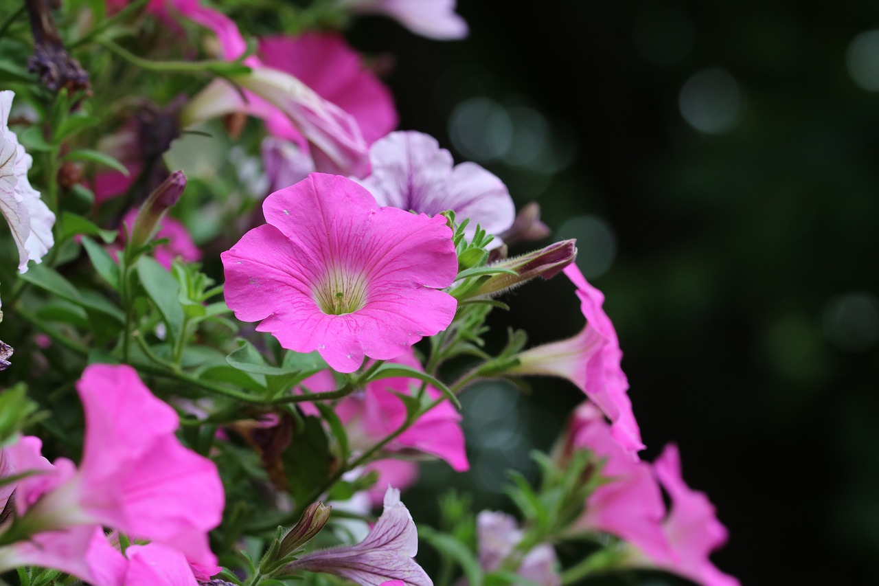 Цветы однолетники розовые граммофончики