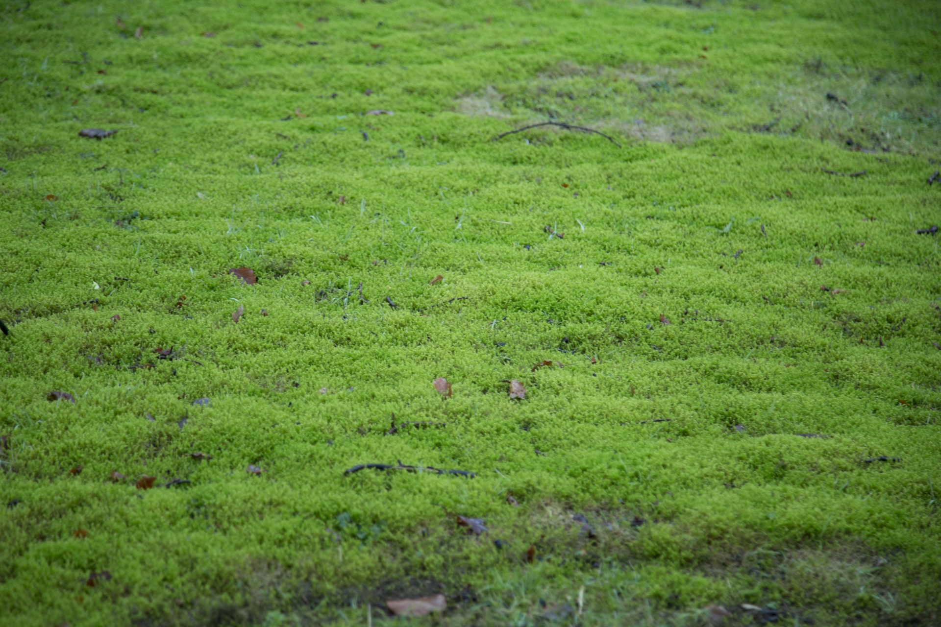 Как называется болото покрытое мхом. Поля мха. Мох текстура. Ягель поле. Болото покрытое мхом и травой зеленой.