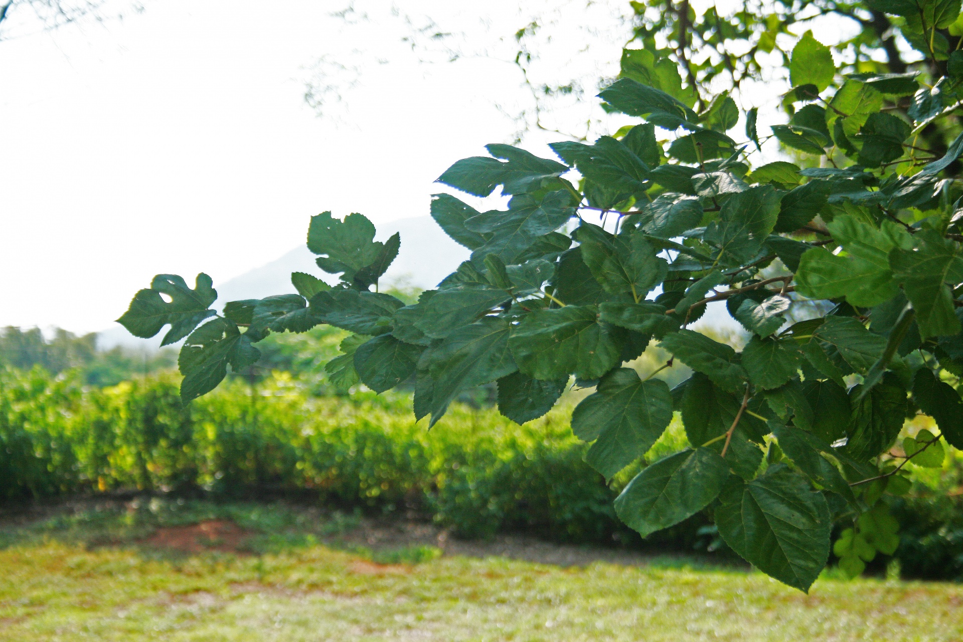 Лист сад. Листья тутового дерева. Mulberry Leaf. Листьев шелковицы.. Silk Mulberry Leaf.