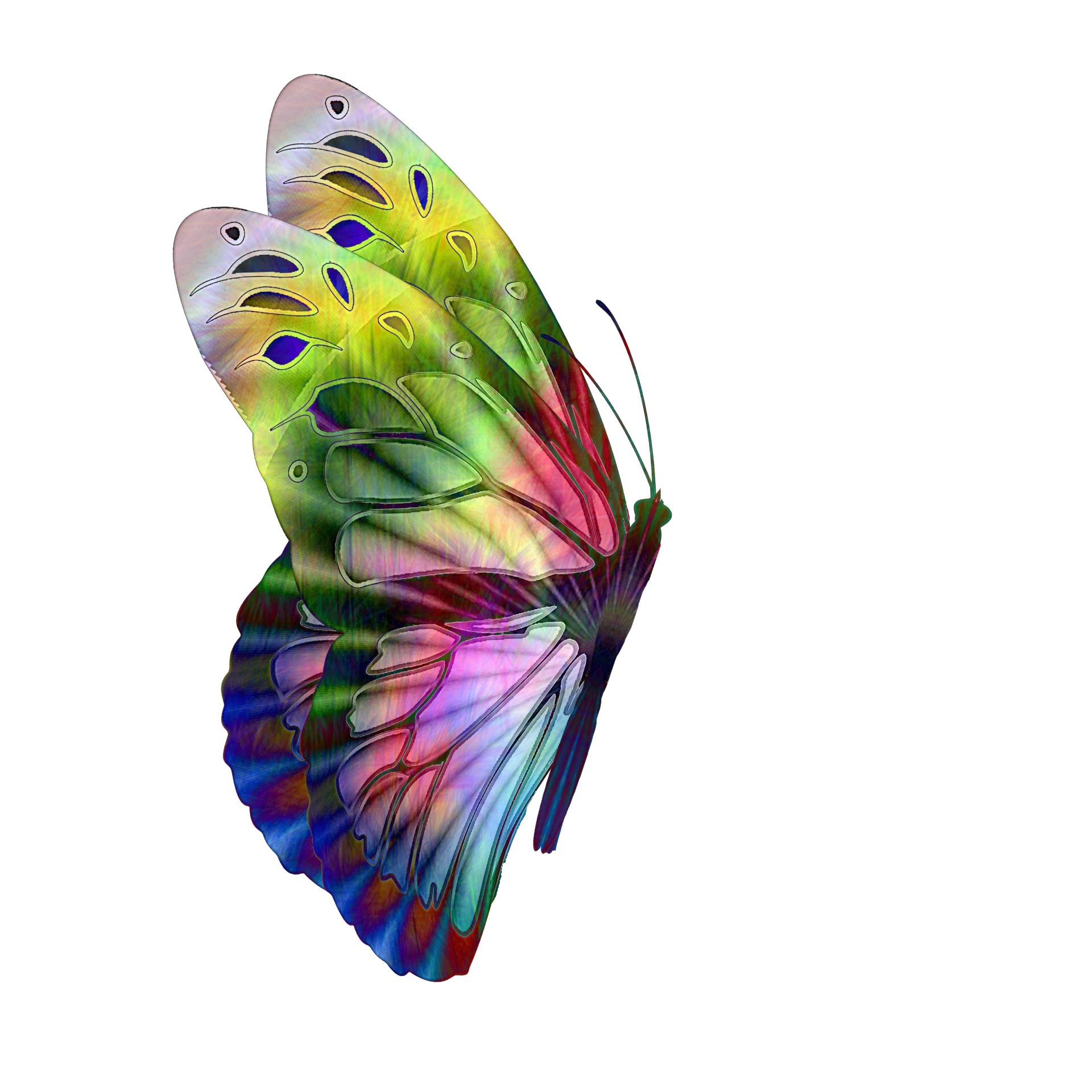 Сложенные крылья бабочки. Разноцветные бабочки. Бабочки цветные. Красивые бабочки. Многоцветные бабочки.