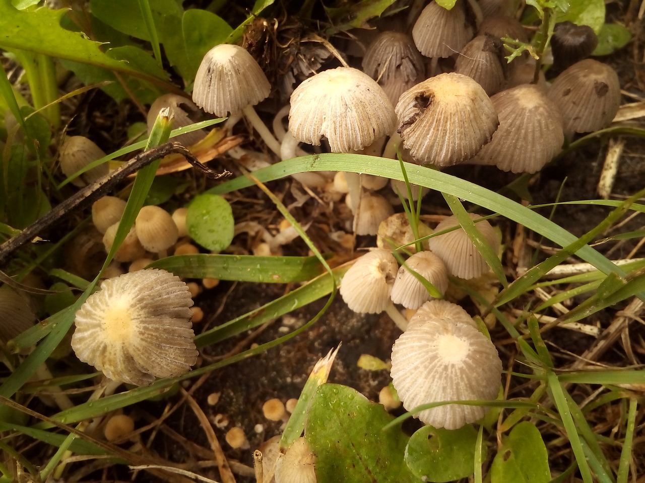 Мелкие грибы на участке