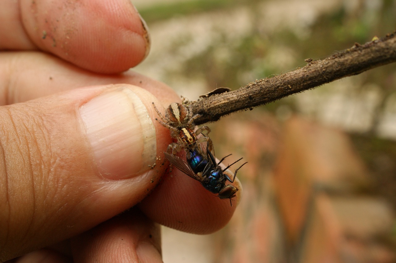 Crawl spider fly bird. Spider Crawl.